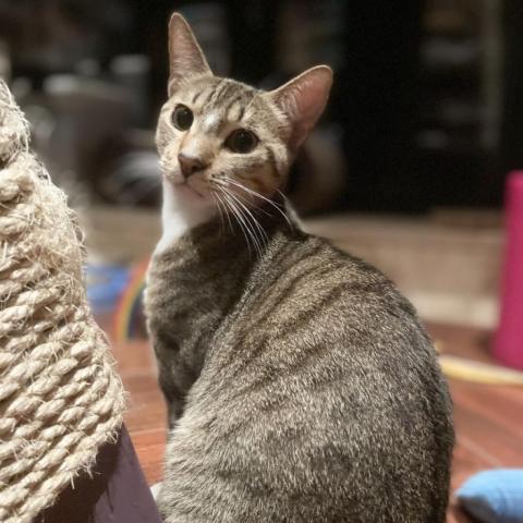 Bindi, a Adoptable Domestic Short Hair in Davie, FL image 1/9