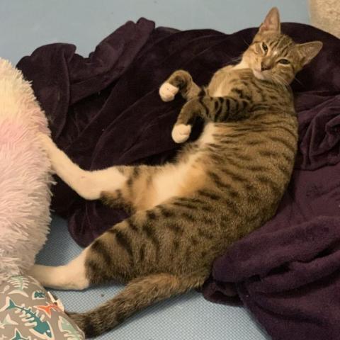 Bindi, a Adoptable Domestic Short Hair in Davie, FL image 2/9