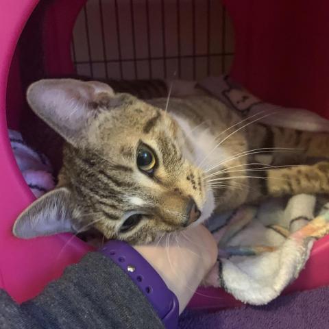 Bindi, a Adoptable Domestic Short Hair in Davie, FL image 3/9