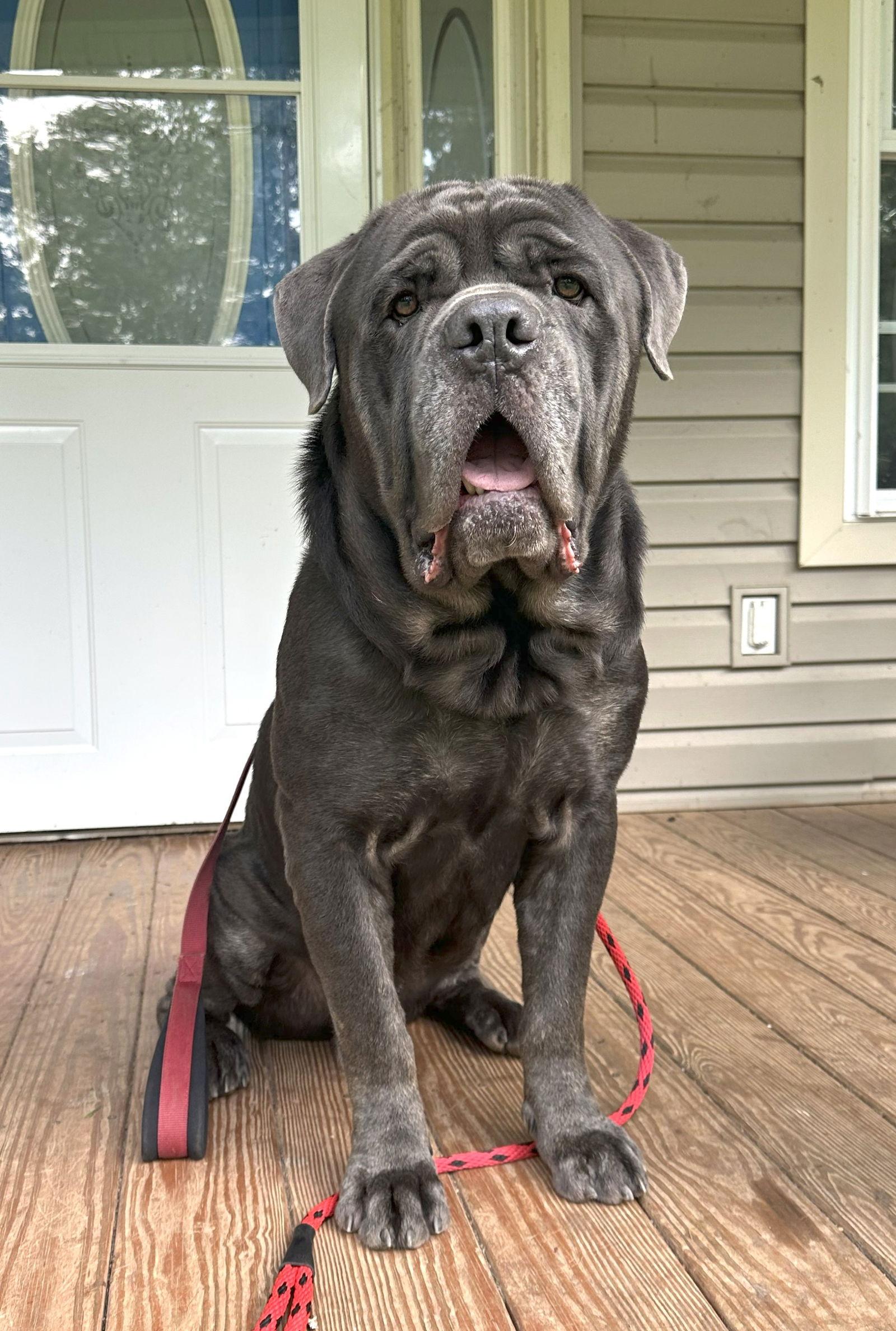 Enlarge Rinaldo, a Adopted Neapolitan Mastiff in Saint Charles, MO image 1/3