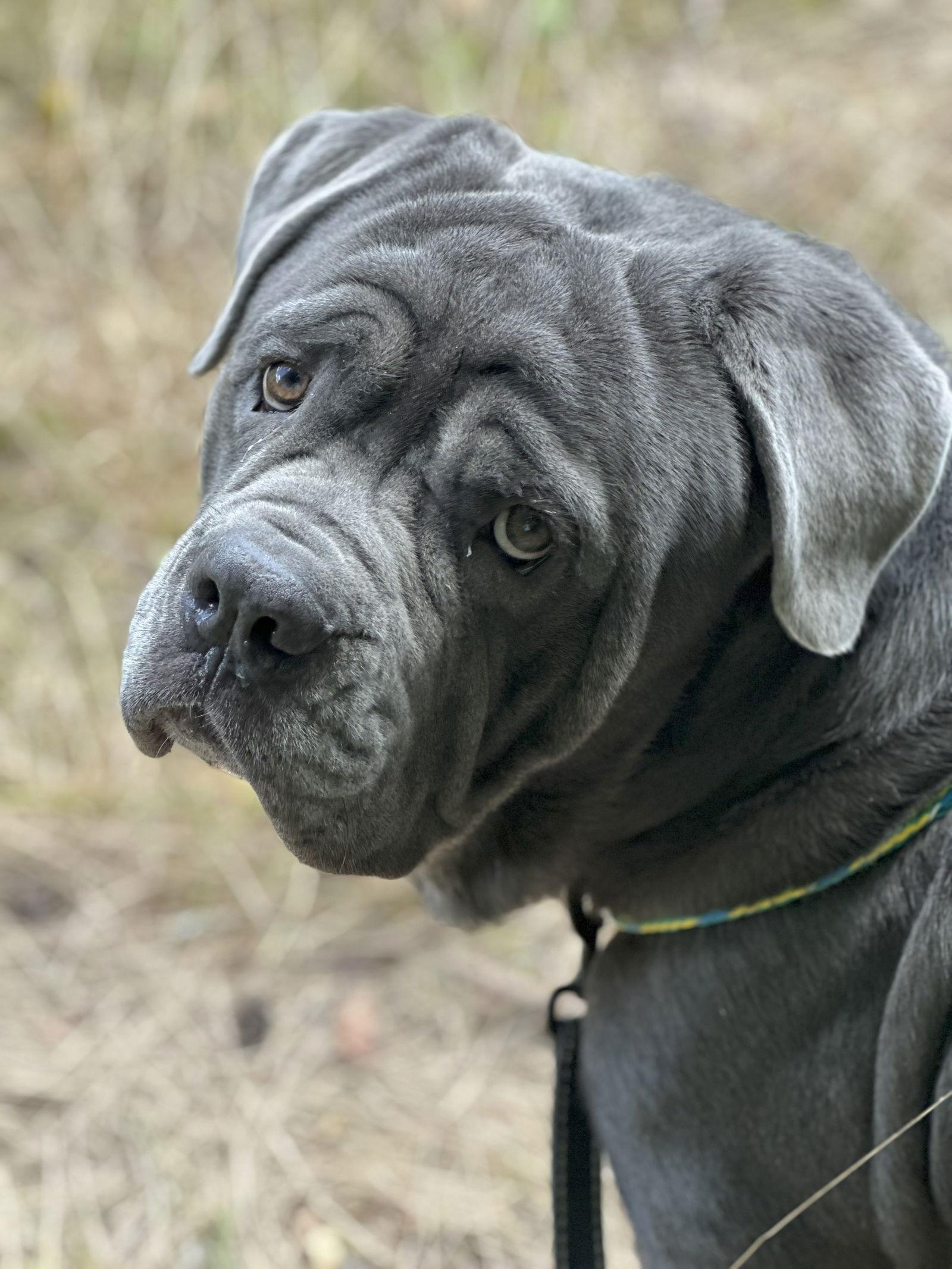 Enlarge Rinaldo, a Adopted Neapolitan Mastiff in Saint Charles, MO image 2/3