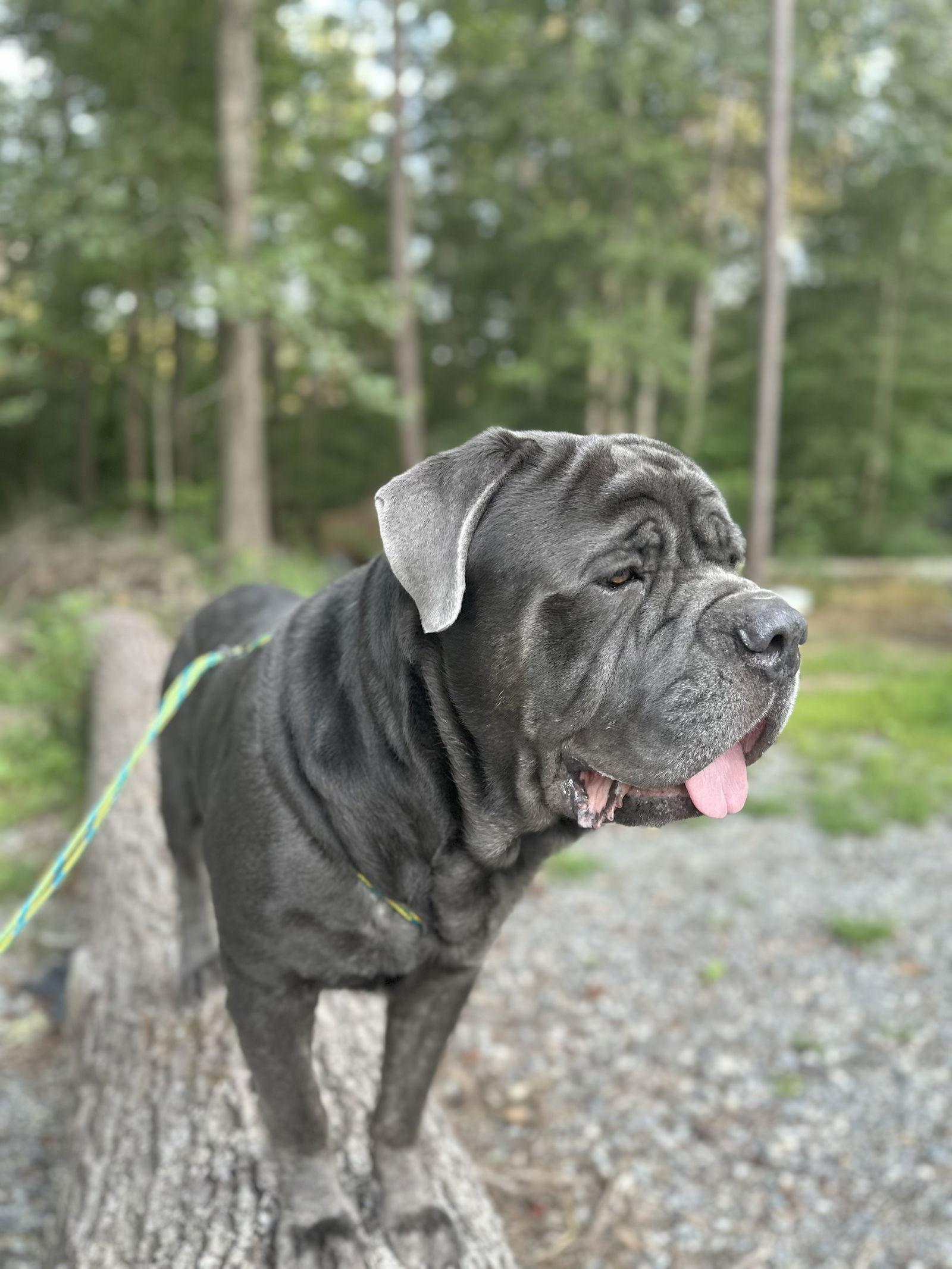 Enlarge Rinaldo, a Adopted Neapolitan Mastiff in Saint Charles, MO image 3/3