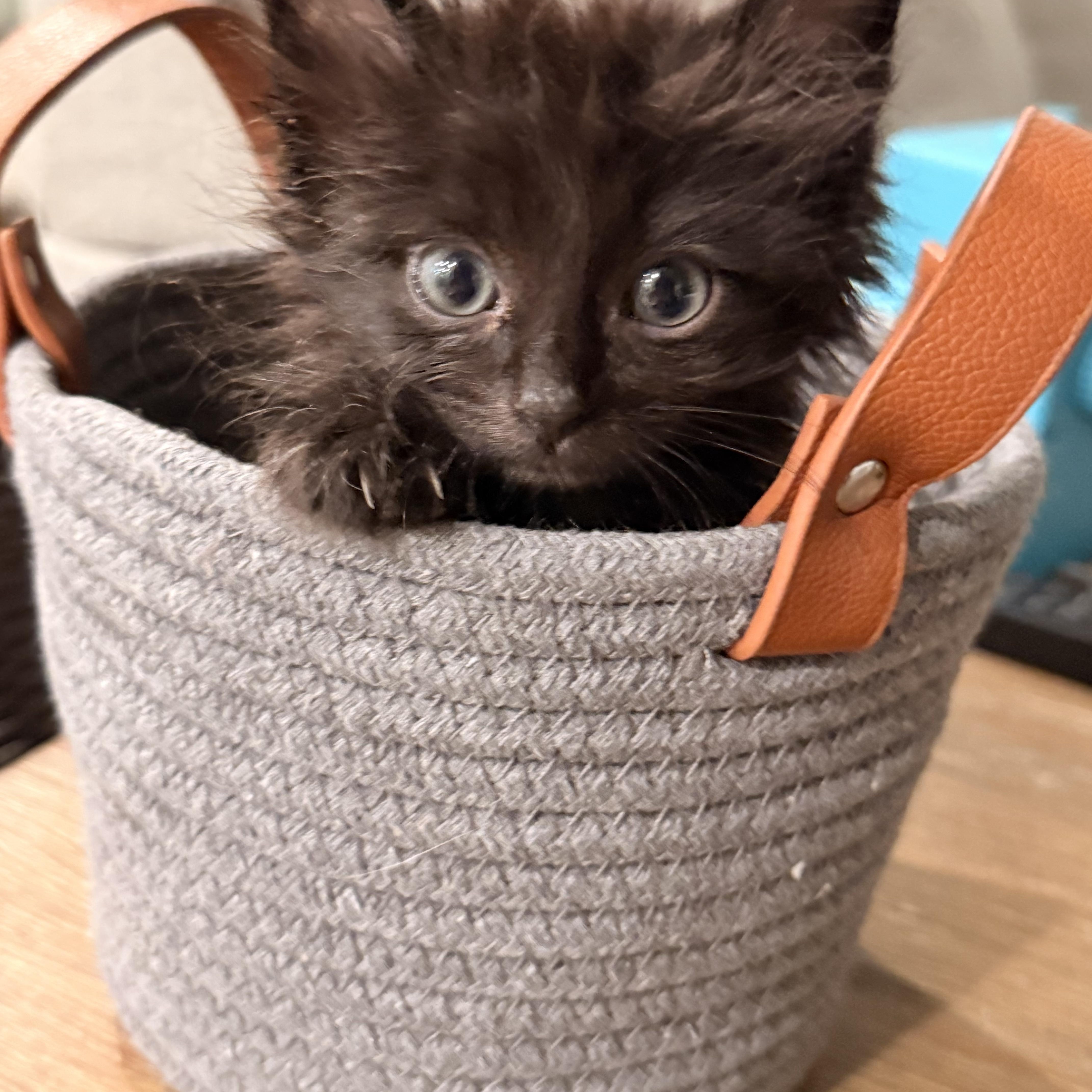 Ekko photo 1