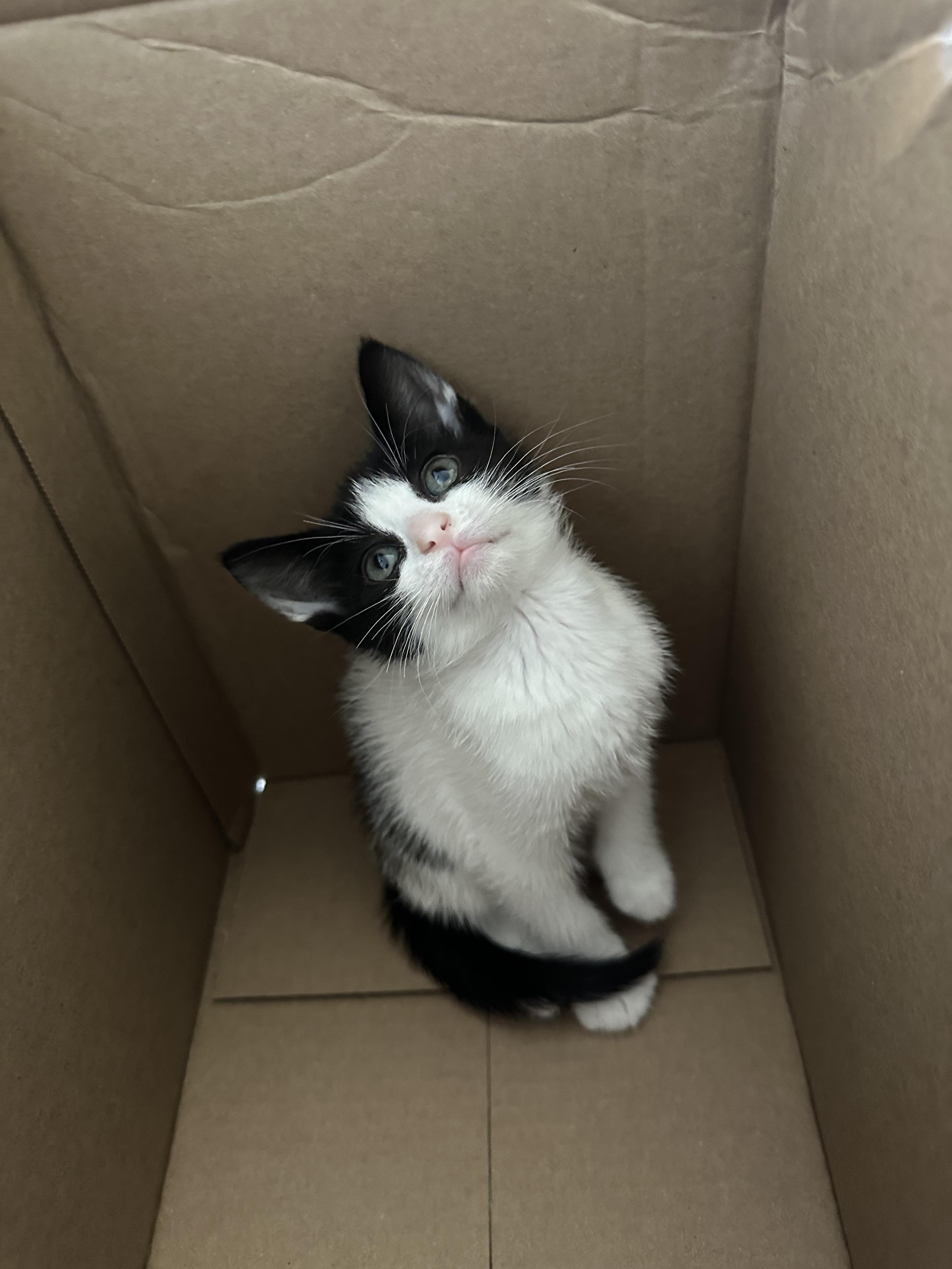 Enlarge Panda (Bonded to Badger), a ADOPTABLE Domestic Short Hair in Long Island City, NY image 3/5