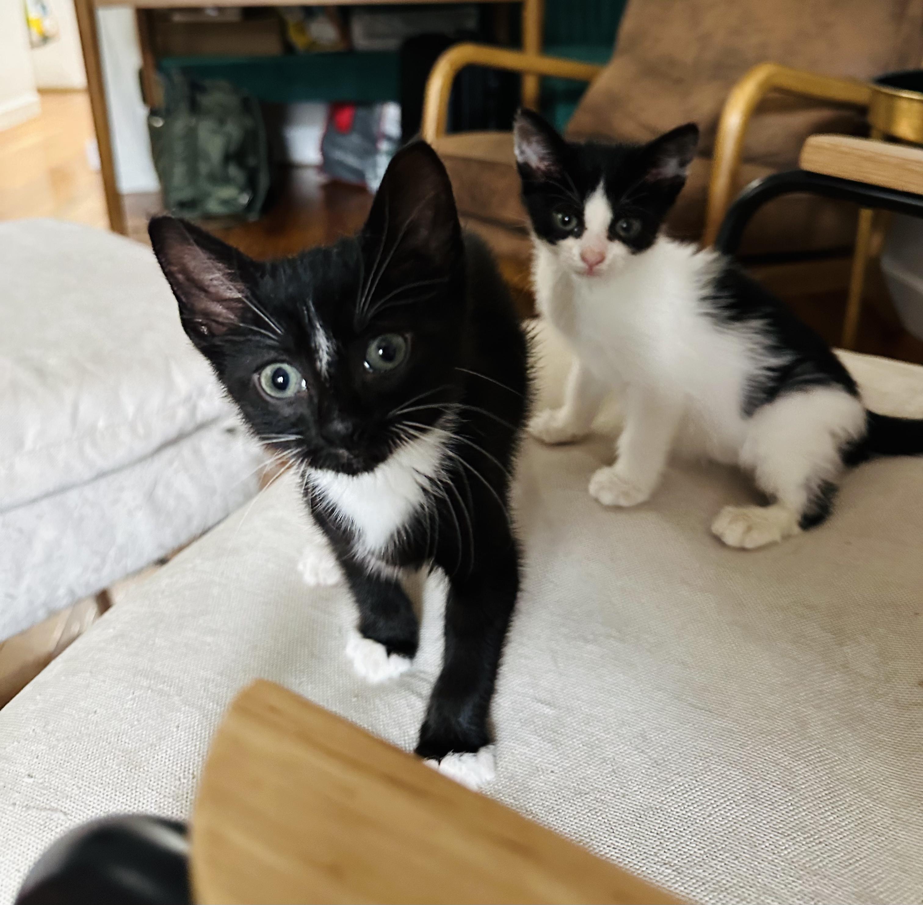 Enlarge Panda (Bonded to Badger), a ADOPTABLE Domestic Short Hair in Long Island City, NY image 4/5