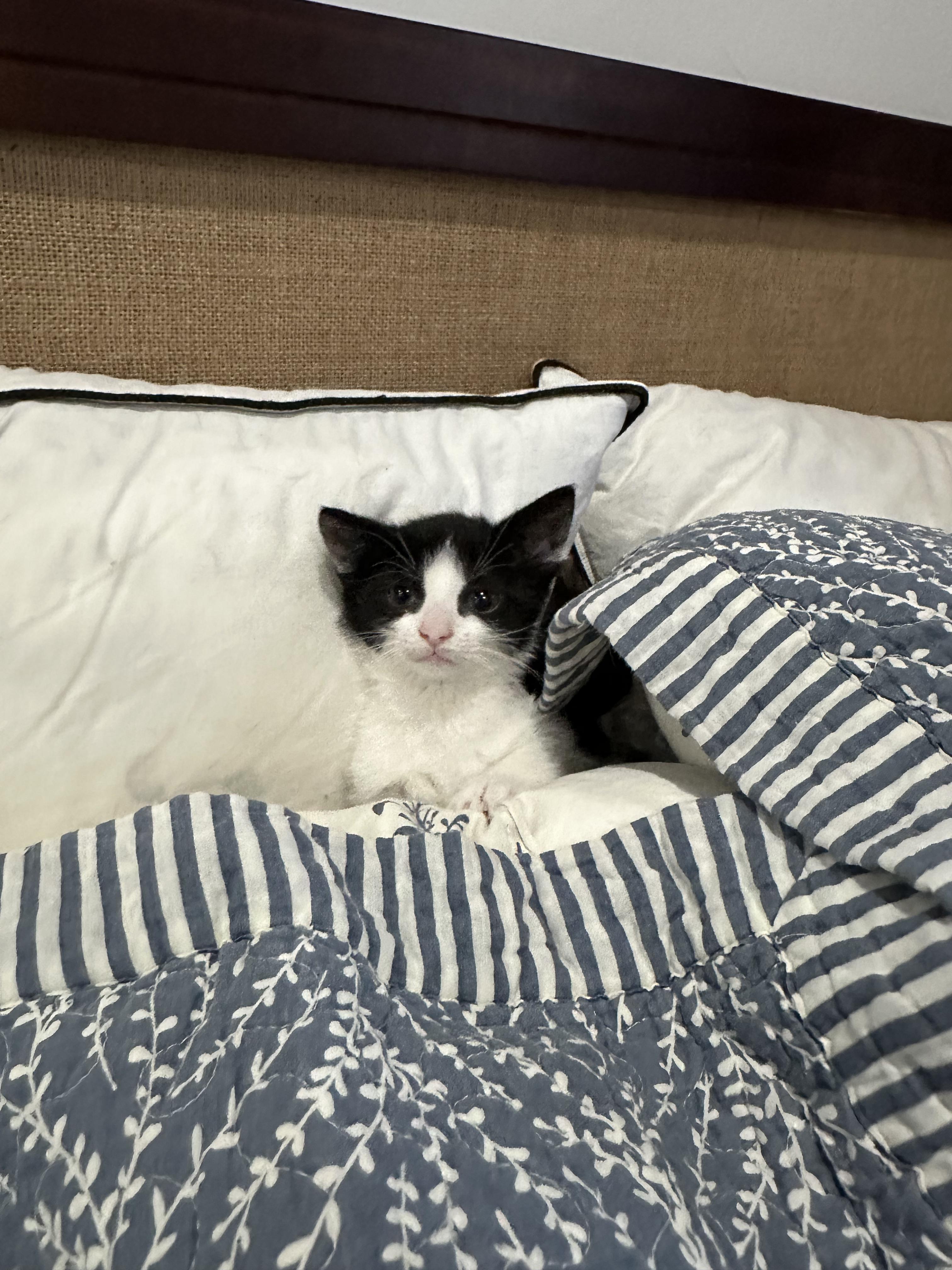 Panda (Bonded to Badger), ADOPTABLE, Kitten Female Domestic Short Hair.