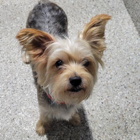 Enlarge Stella, a Adoptable mixed breed in Grand Island, NE image 1/1