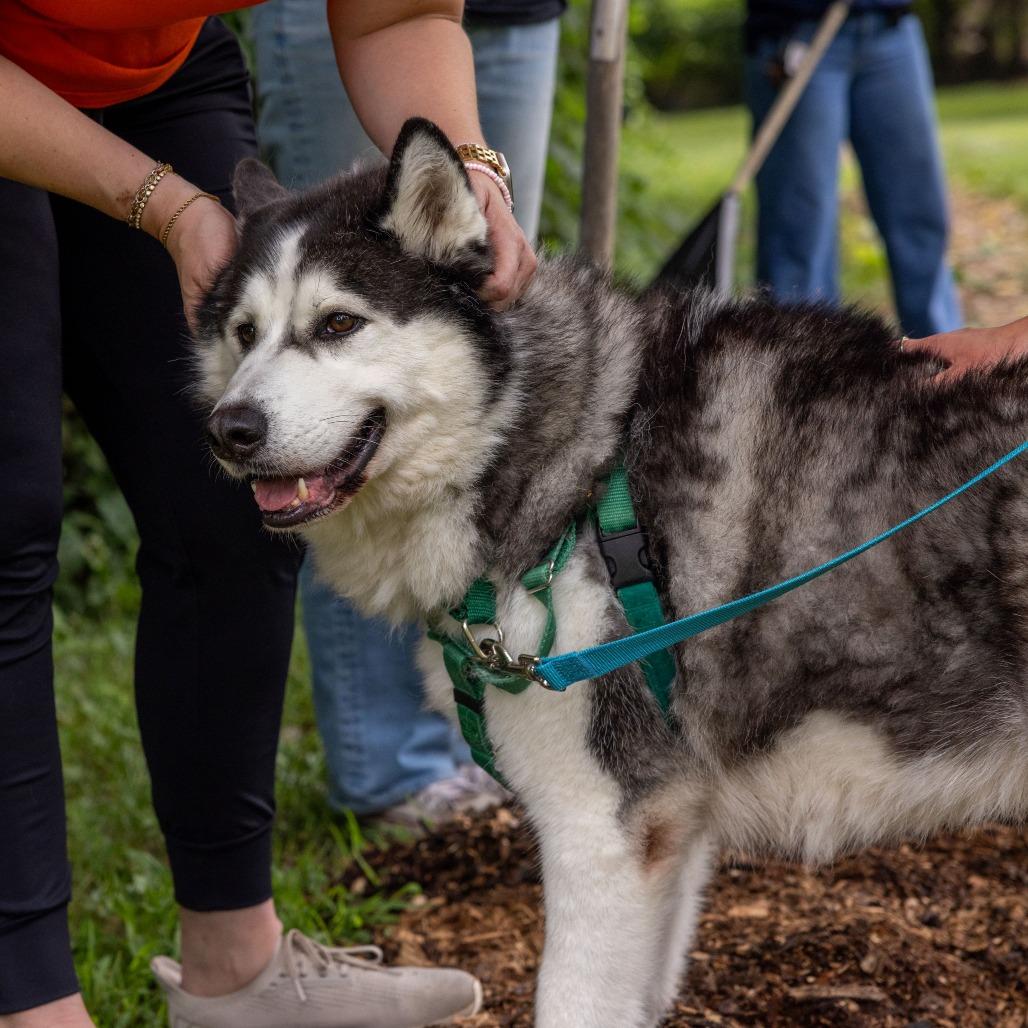 Balto, Adoptable, Adult Male Siberian Husky.