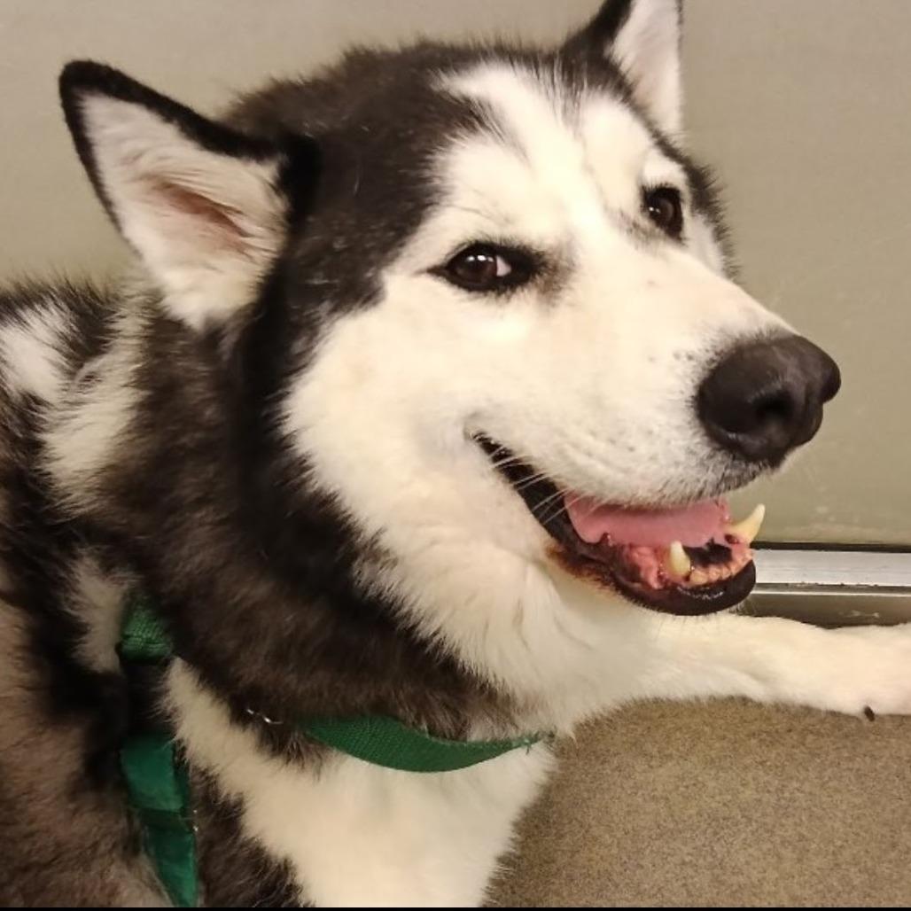 Enlarge Balto, a Adoptable Siberian Husky in Baltimore, MD image 2/6
