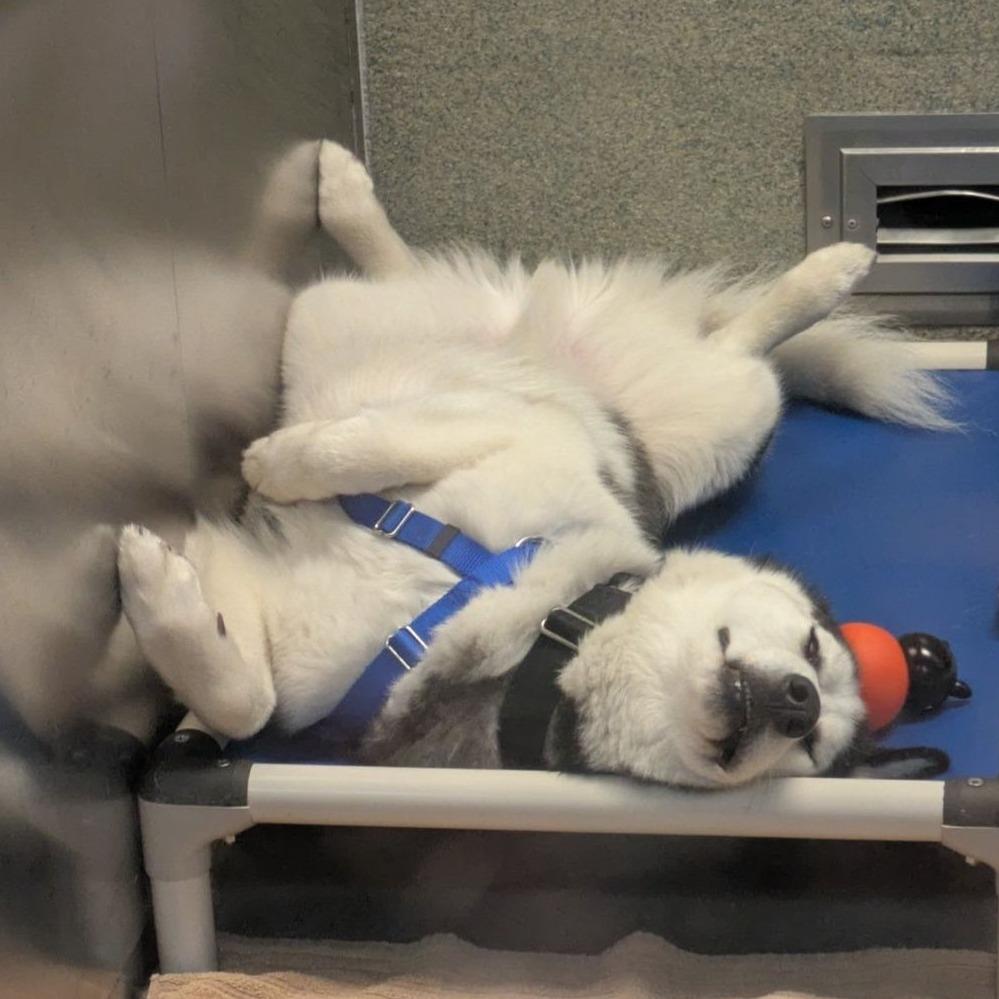 Enlarge Balto, a Adoptable Siberian Husky in Baltimore, MD image 4/6