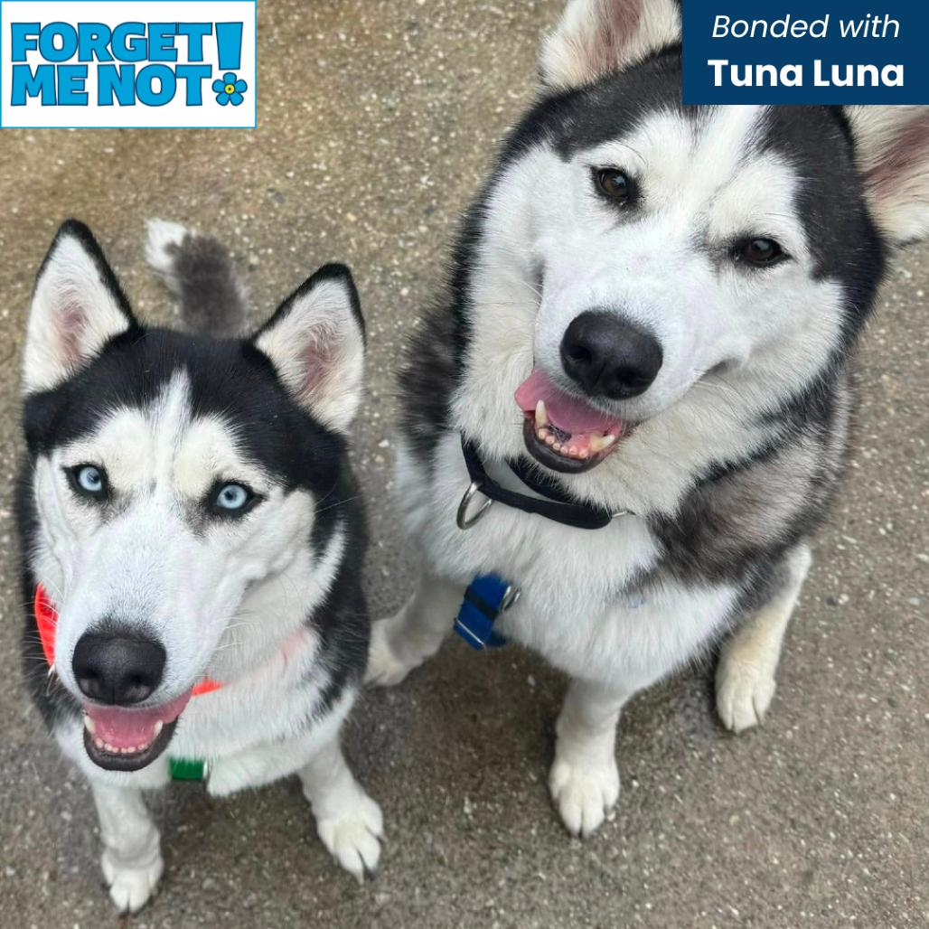 Enlarge Balto, a Adoptable Siberian Husky in Baltimore, MD image 5/6