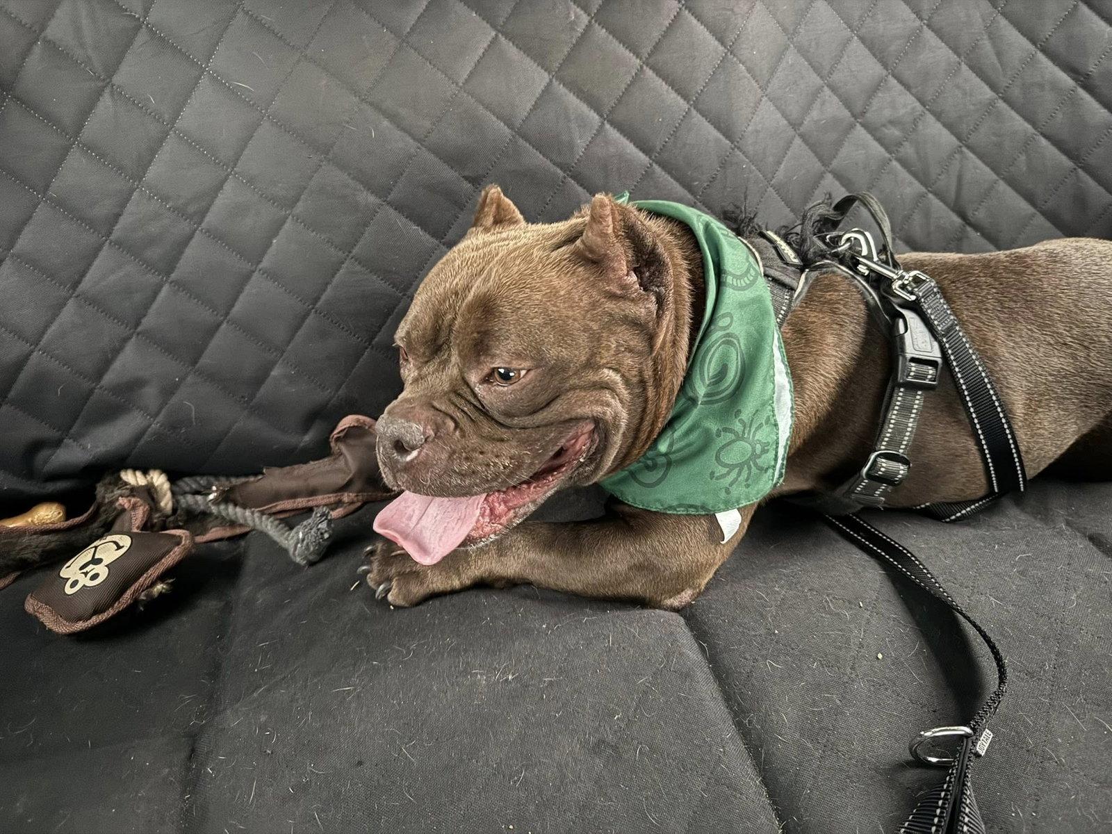 Macy, a Adoptable American Bulldog in Polson, MT image 2/3