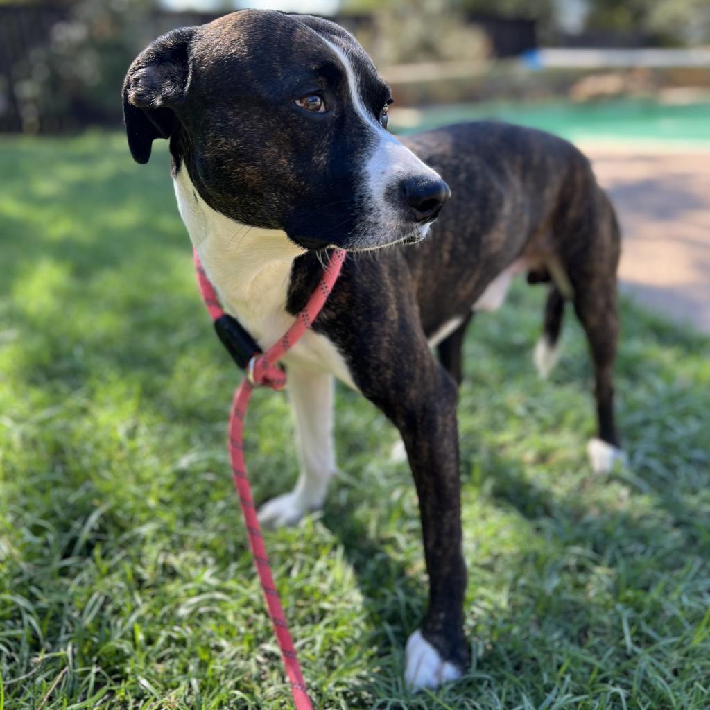 Georgie, a Adoptable mixed breed in Aledo, TX image 1/3