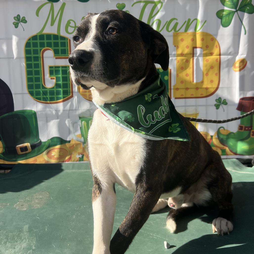 Enlarge Georgie, a Adoptable mixed breed in Aledo, TX image 2/6