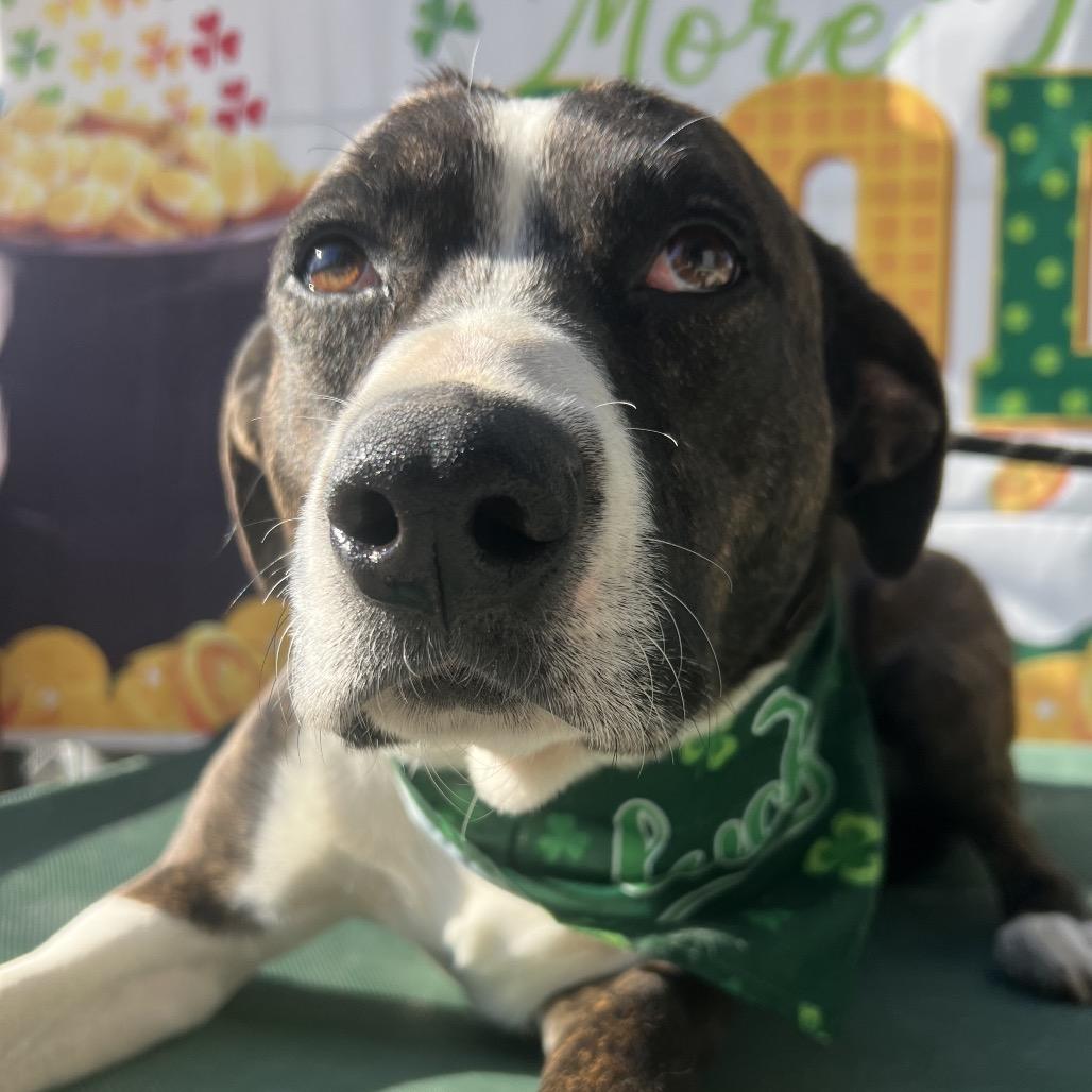 Enlarge Georgie, a Adoptable mixed breed in Aledo, TX image 3/6