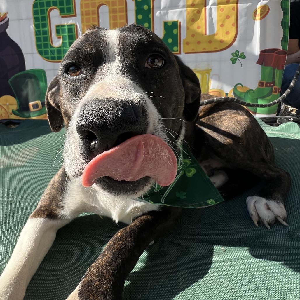 Enlarge Georgie, a Adoptable mixed breed in Aledo, TX image 4/6