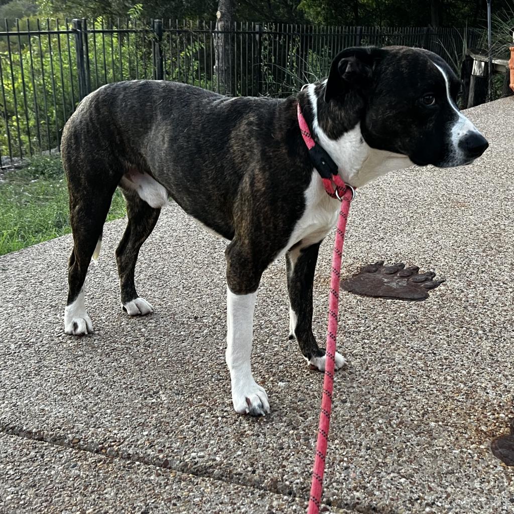 Georgie, a Adoptable mixed breed in Aledo, TX image 2/3