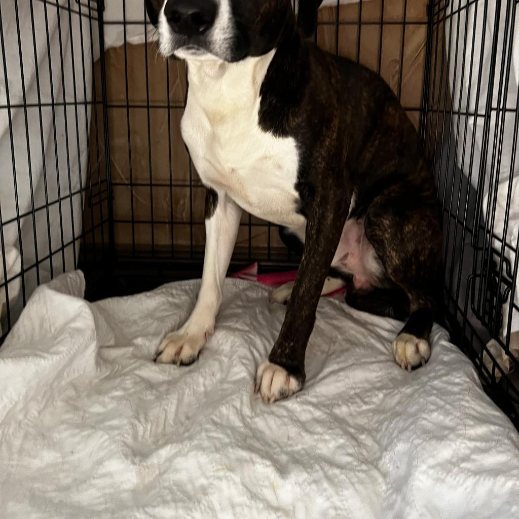 Georgie, a Adoptable mixed breed in Aledo, TX image 3/3