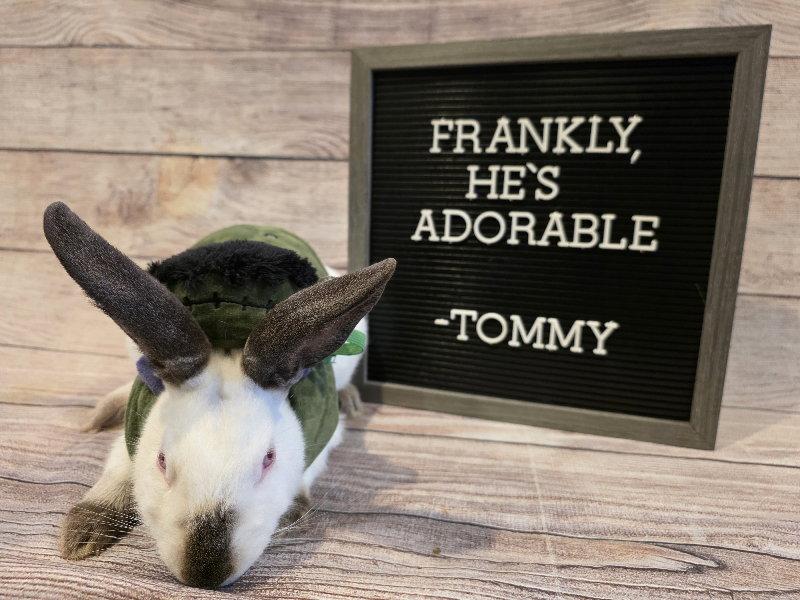 Enlarge Tommy, a Adoptable Californian in Columbus, OH image 1/1
