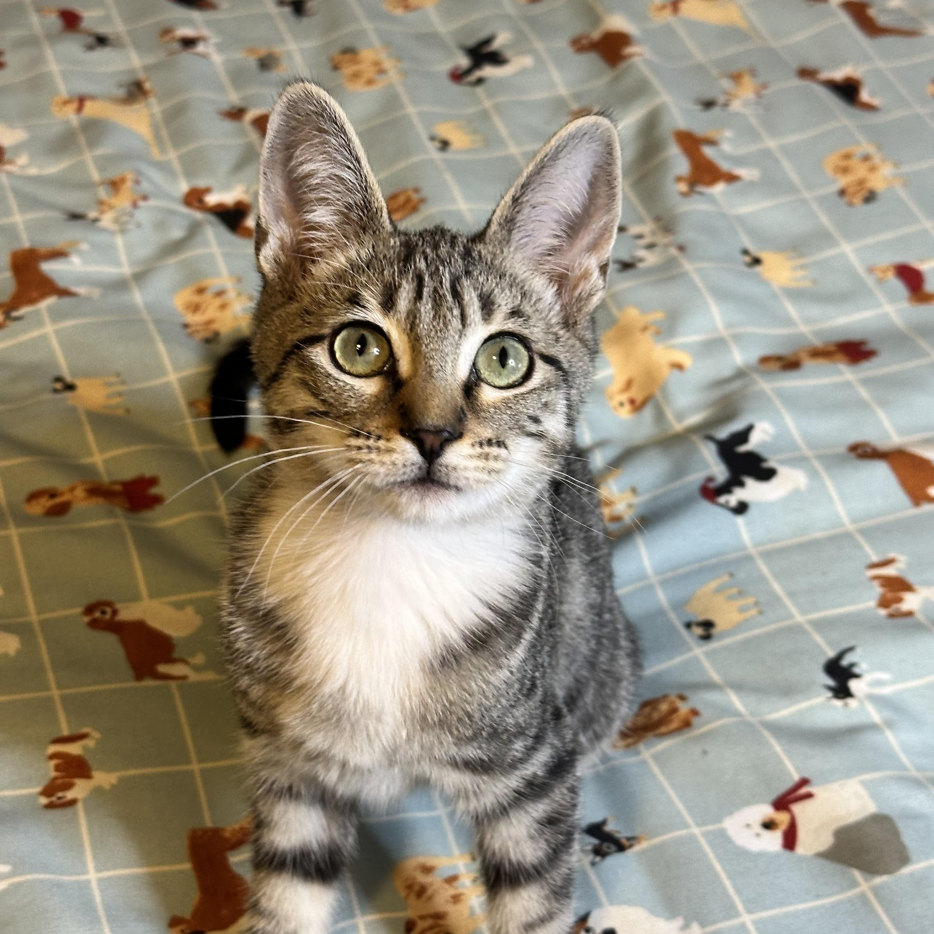 Enlarge Daisy, a ADOPTABLE Domestic Short Hair in Long Beach, CA image 1/2