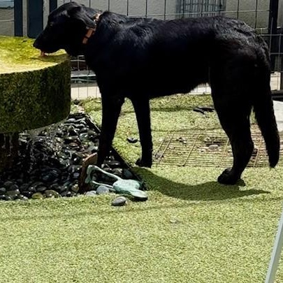 Shihloh, Young Female Shepherd