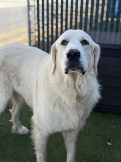 Enlarge Yukon, a Adoptable Great Pyrenees in Sacramento, CA image 2/2