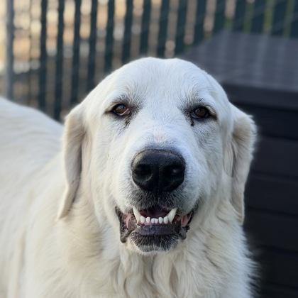 Yukon, Adoptable, Adult Male Great Pyrenees.