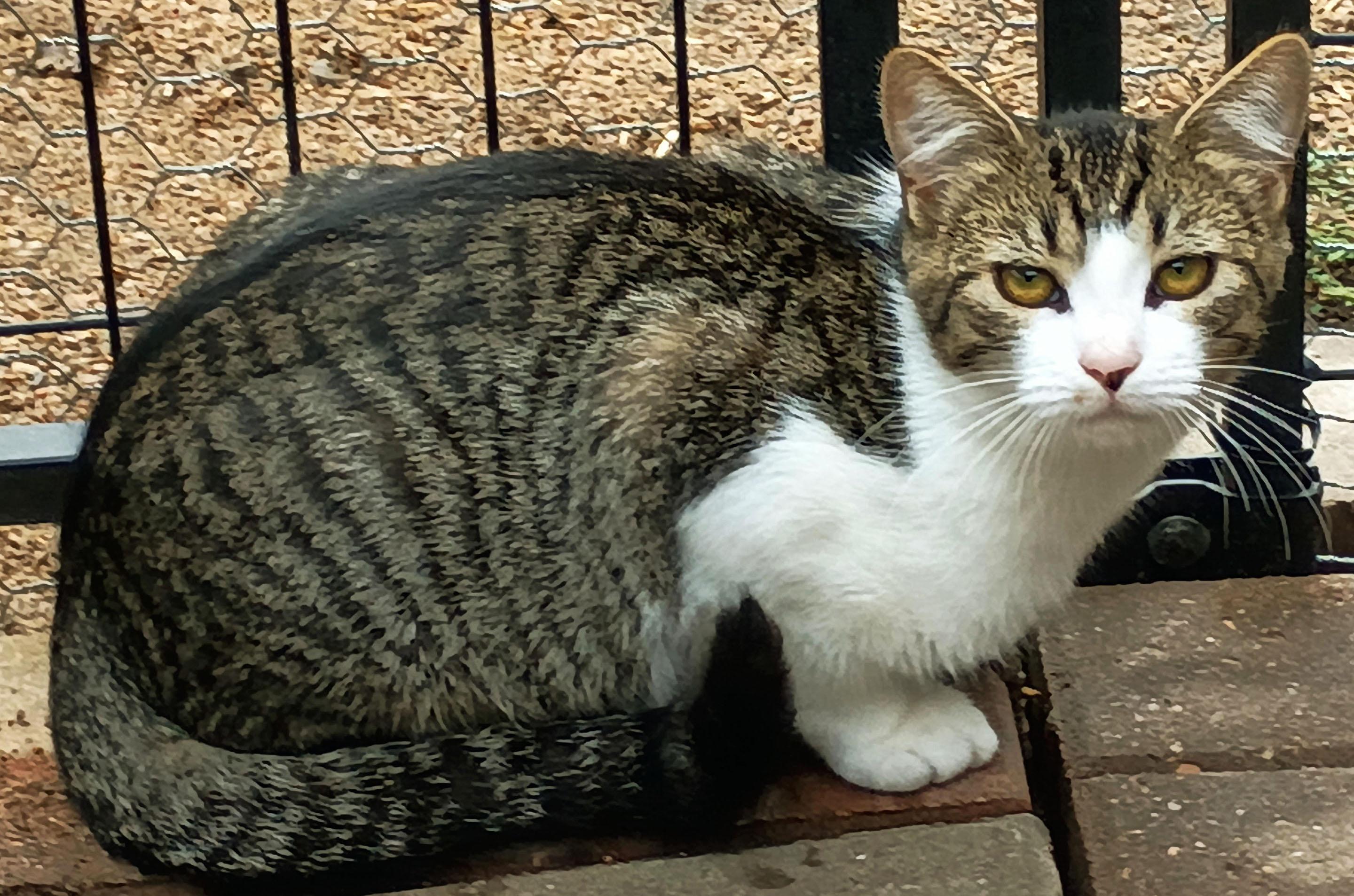 Cecelia *Courtesy Post, Adoptable, Young Female Domestic Short Hair.