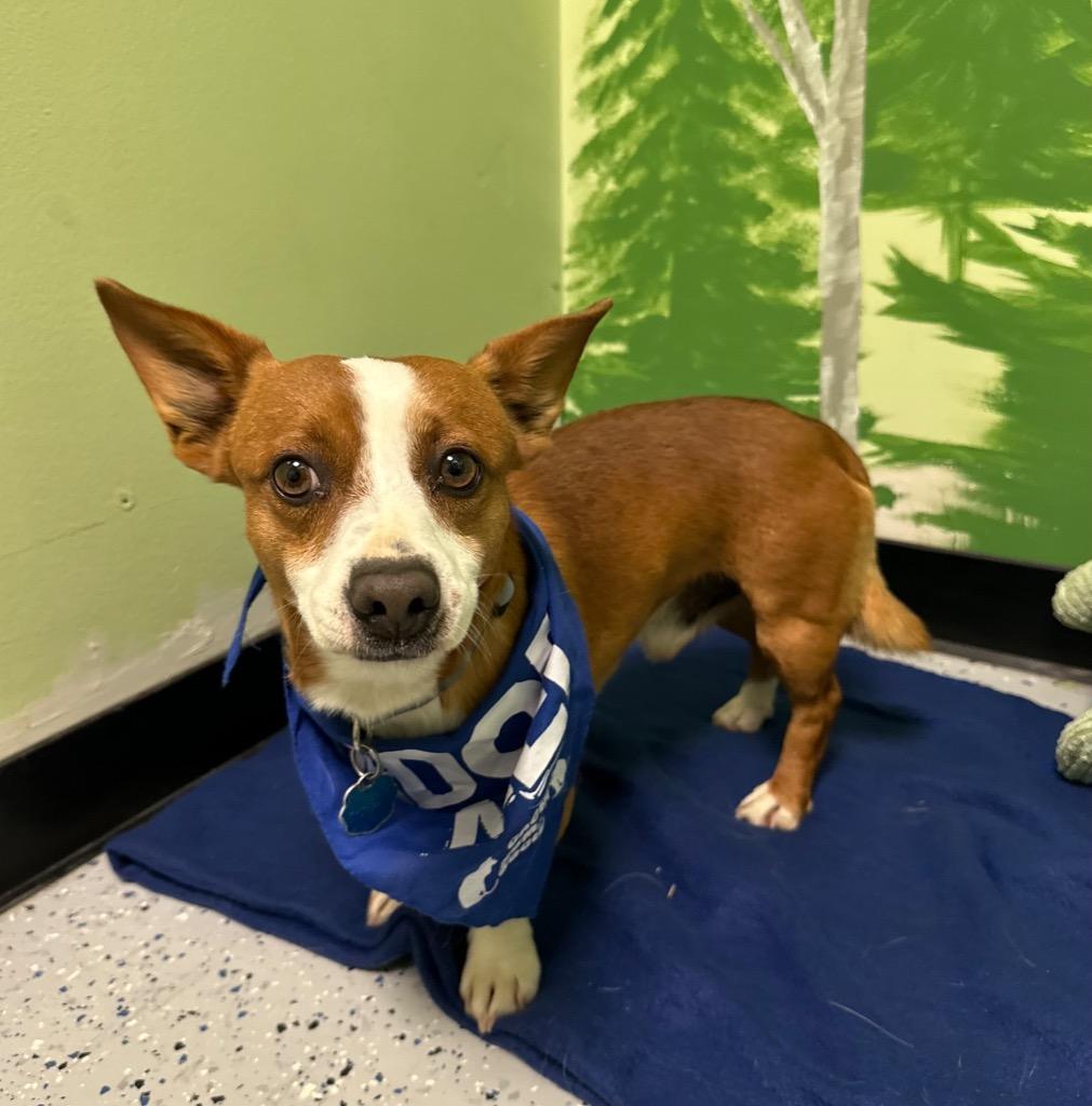 Uno, Adoptable, Adult Male Chihuahua.