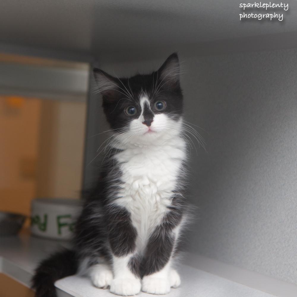 Spacecat, an adoptable Domestic Short Hair in Ridgefield, CT image 2/4