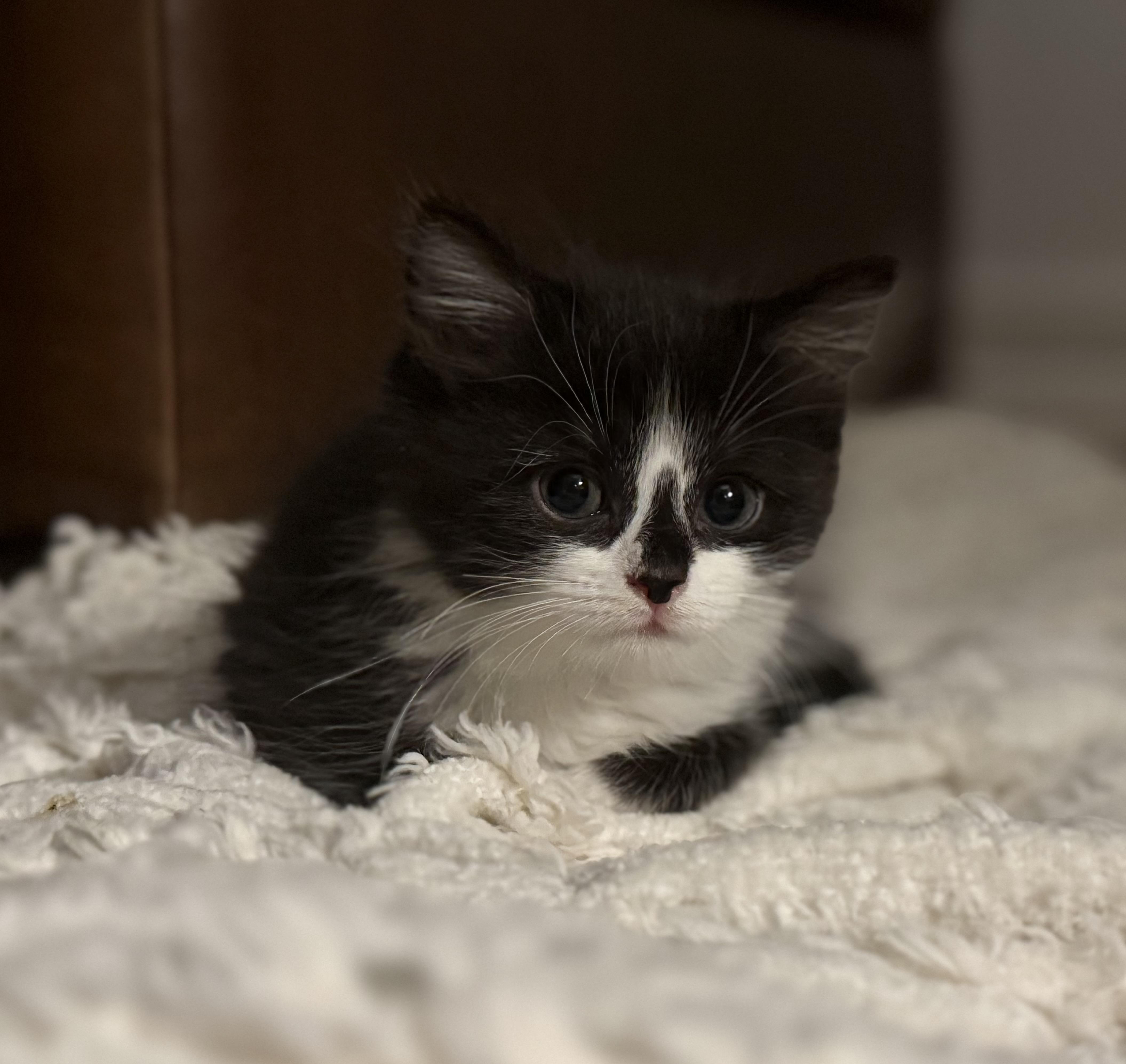 Spacecat, an adoptable Domestic Short Hair in Ridgefield, CT image 4/4