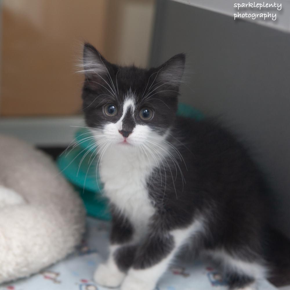 Spacecat, an adoptable Domestic Short Hair in Ridgefield, CT image 1/4