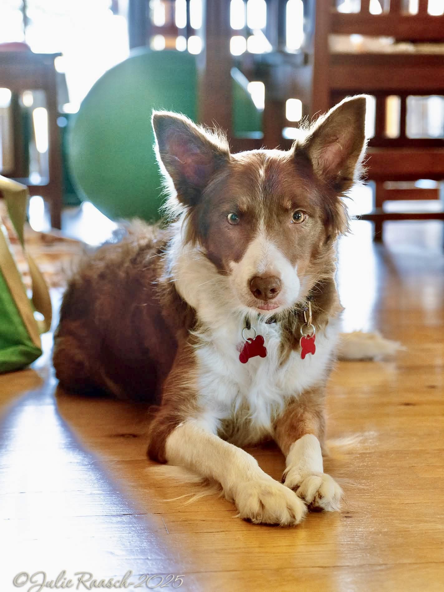 Enlarge Bee - adopted!, an adopted Border Collie in Minneapolis, MN image 1/1