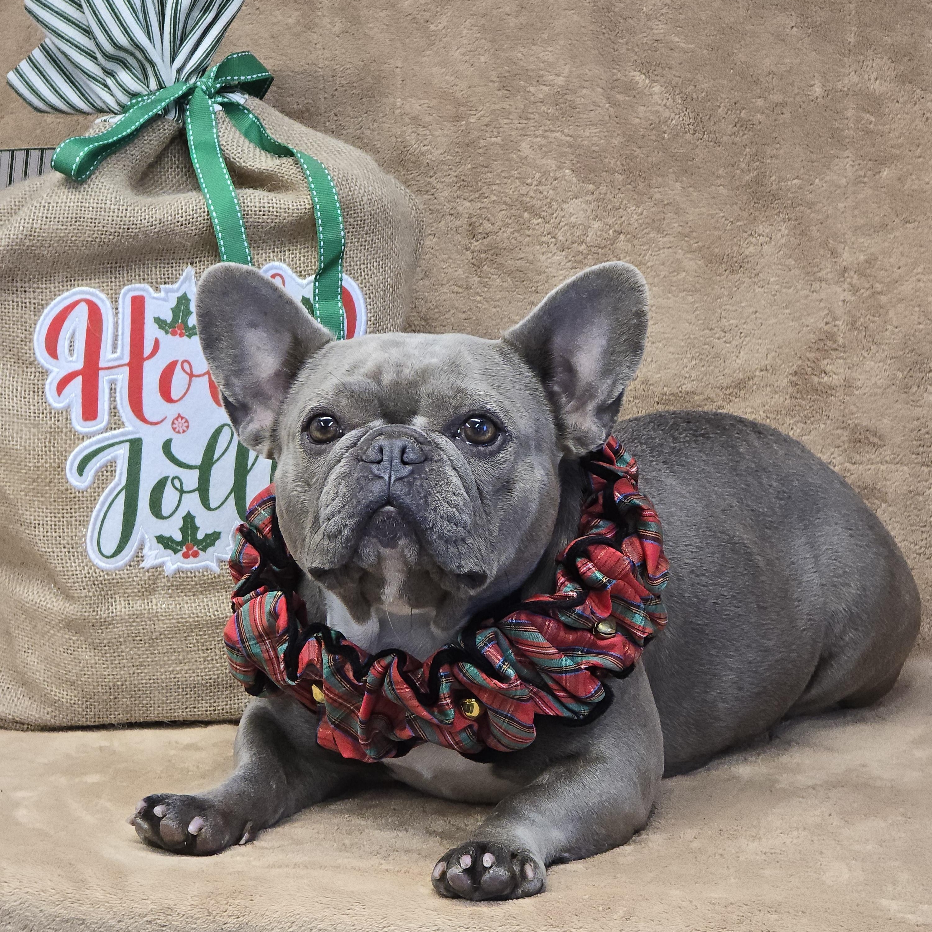 Enlarge Stormy, a Adopted French Bulldog in San Pedro, CA image 3/5