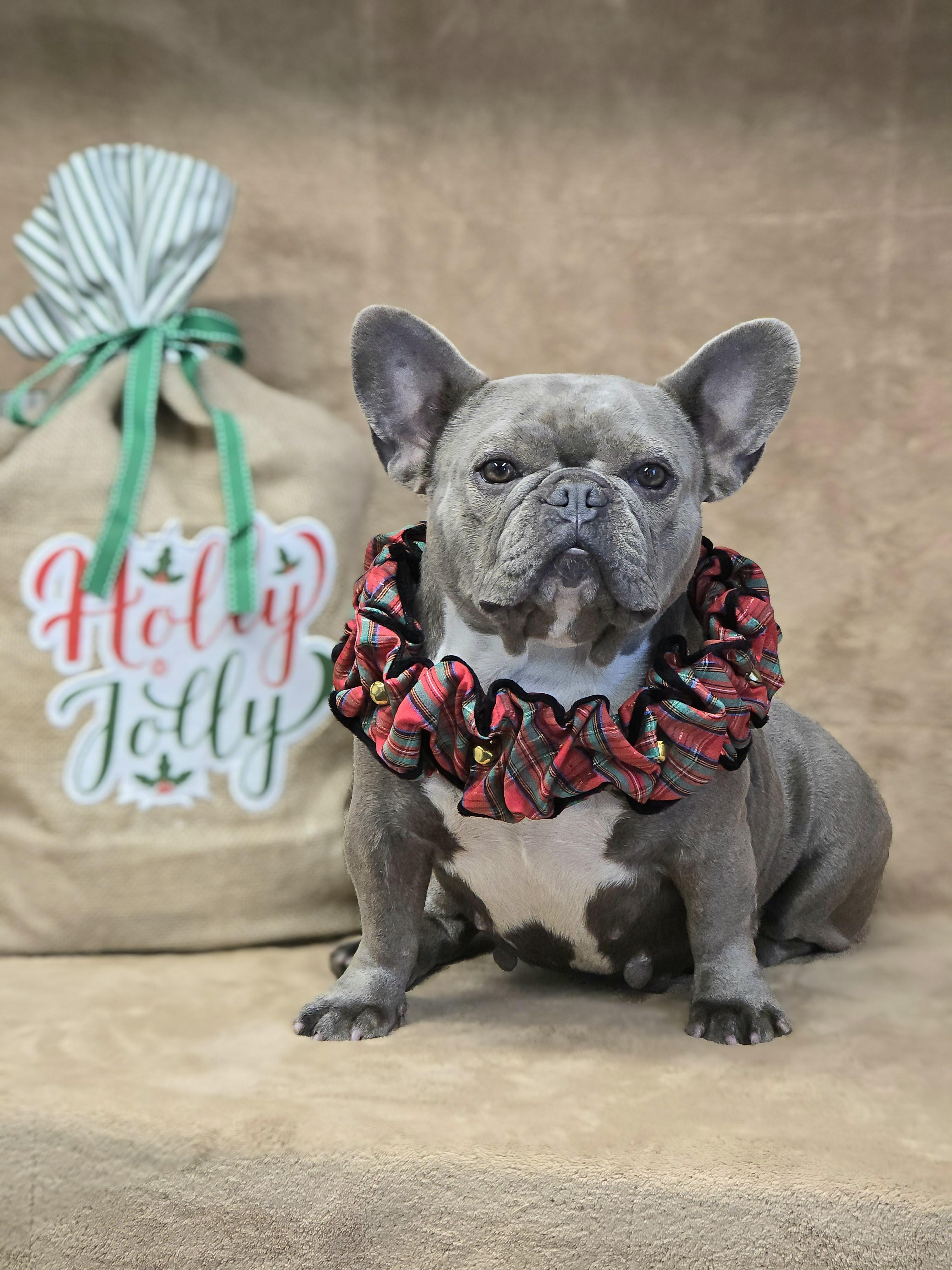 Enlarge Stormy, a Adopted French Bulldog in San Pedro, CA image 4/5