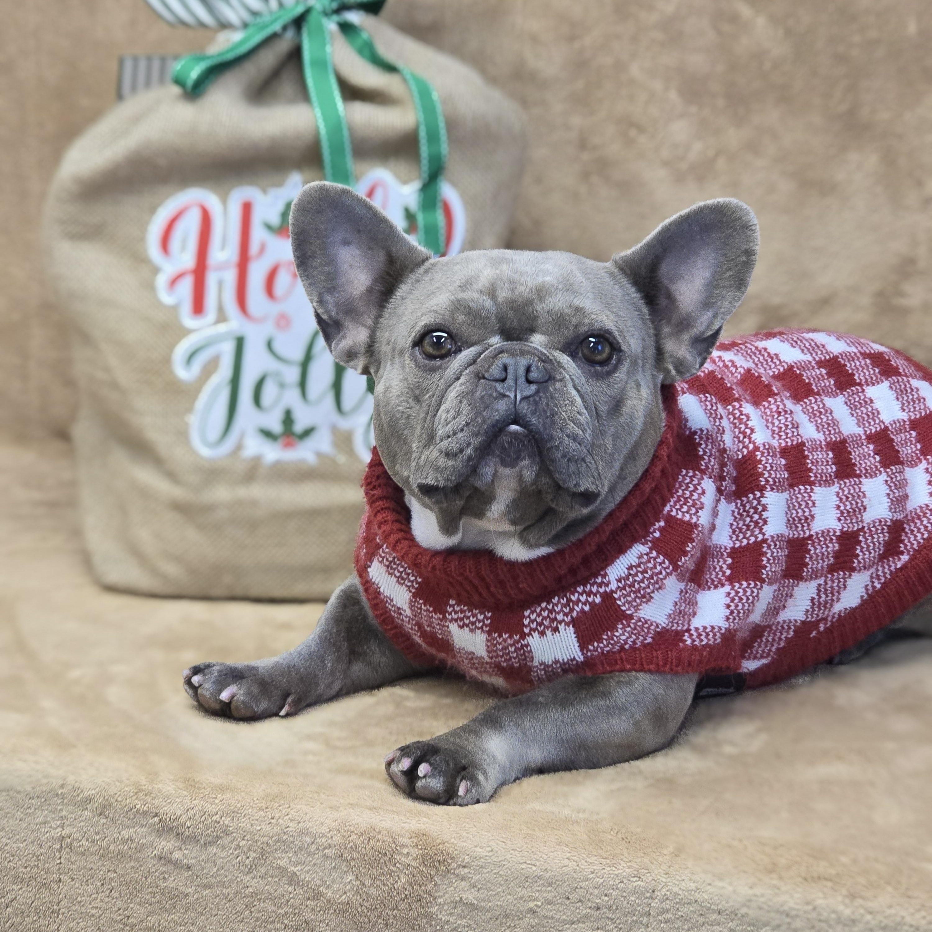 Enlarge Stormy, a Adopted French Bulldog in San Pedro, CA image 1/5