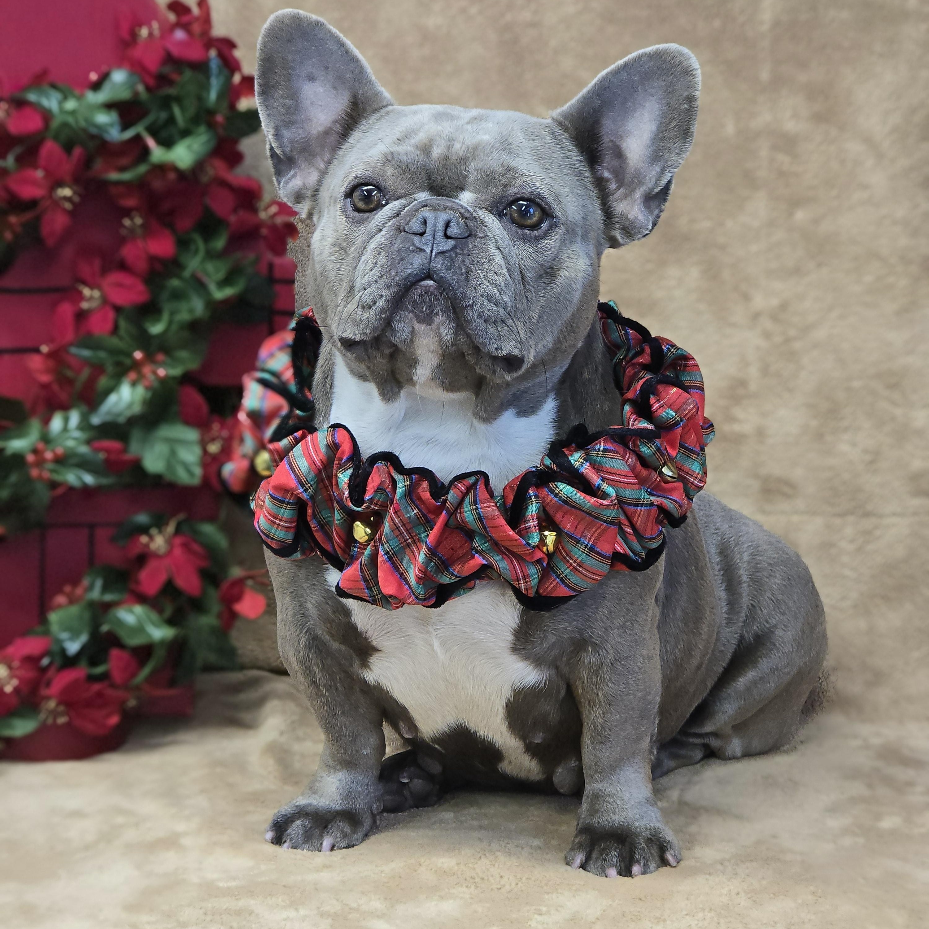 Enlarge Stormy, a Adopted French Bulldog in San Pedro, CA image 2/5