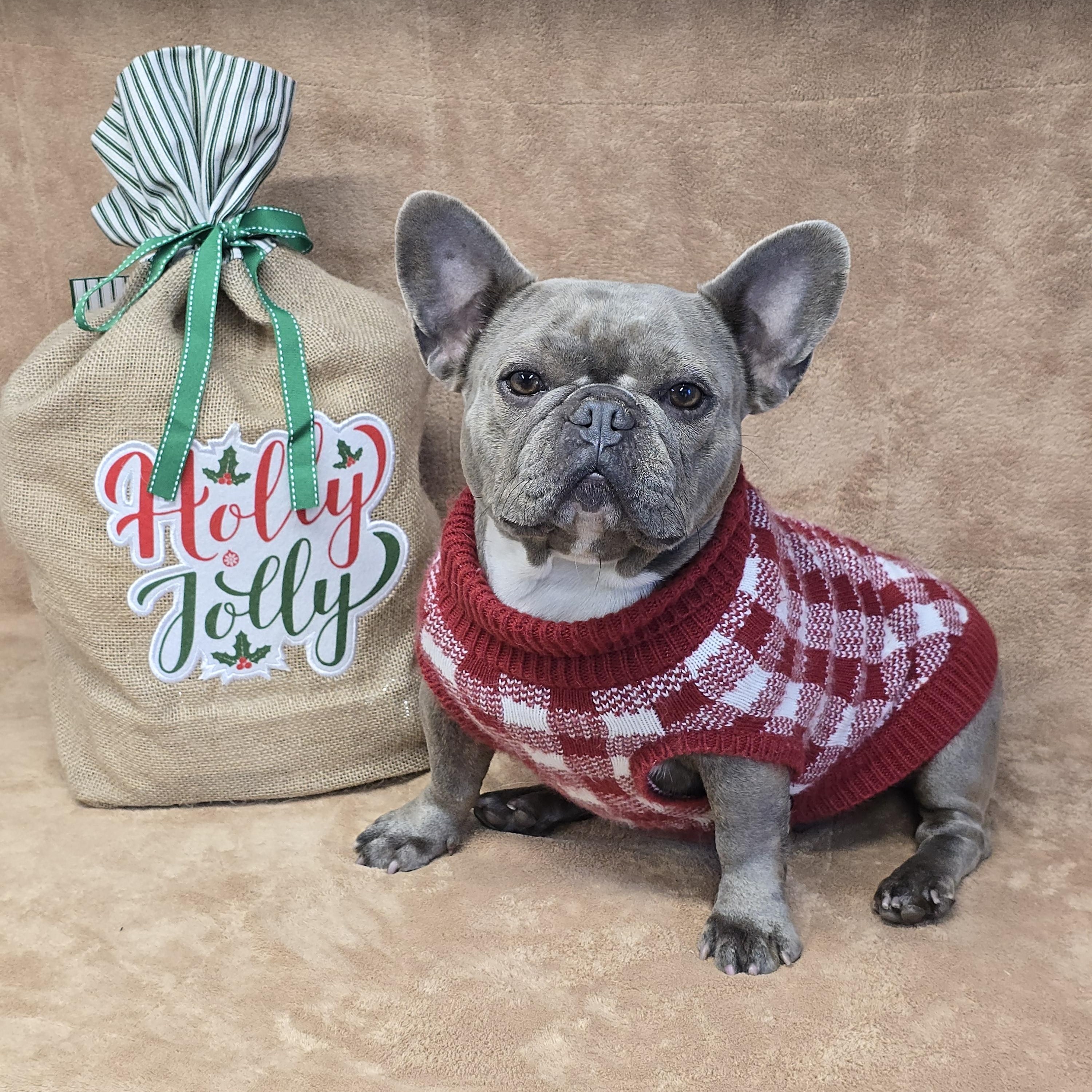 Enlarge Stormy, a Adopted French Bulldog in San Pedro, CA image 5/5