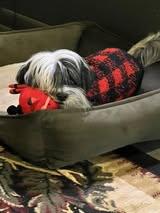 Enlarge Max  (1 of the 3 shih tzus/yorkies), a Adoptable mixed breed in Matthews, NC image 1/5