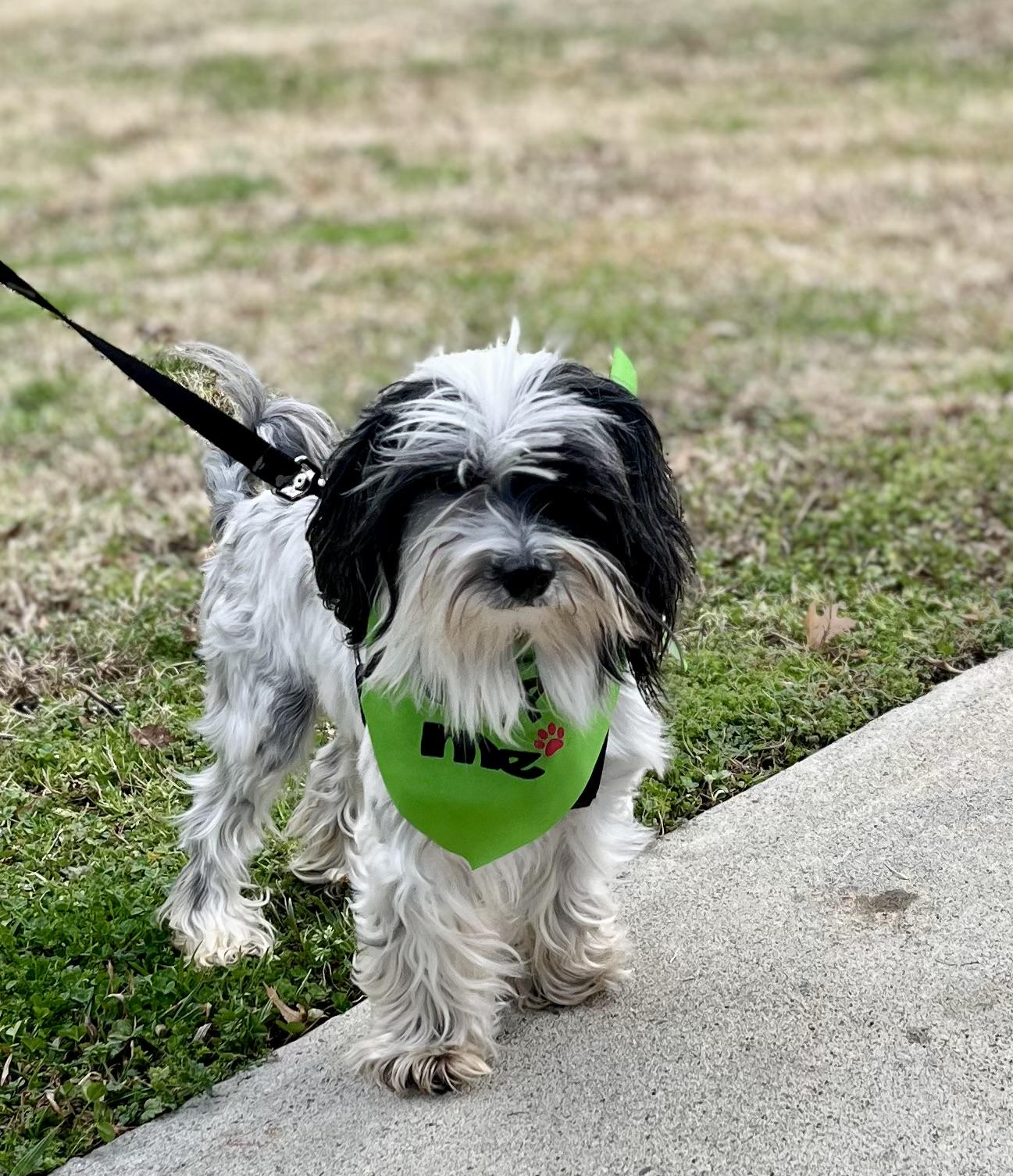 Max  (1 of the 3 shih tzus/yorkies), Adoptable, Adult Male Shih Tzu & Yorkshire Terrier.