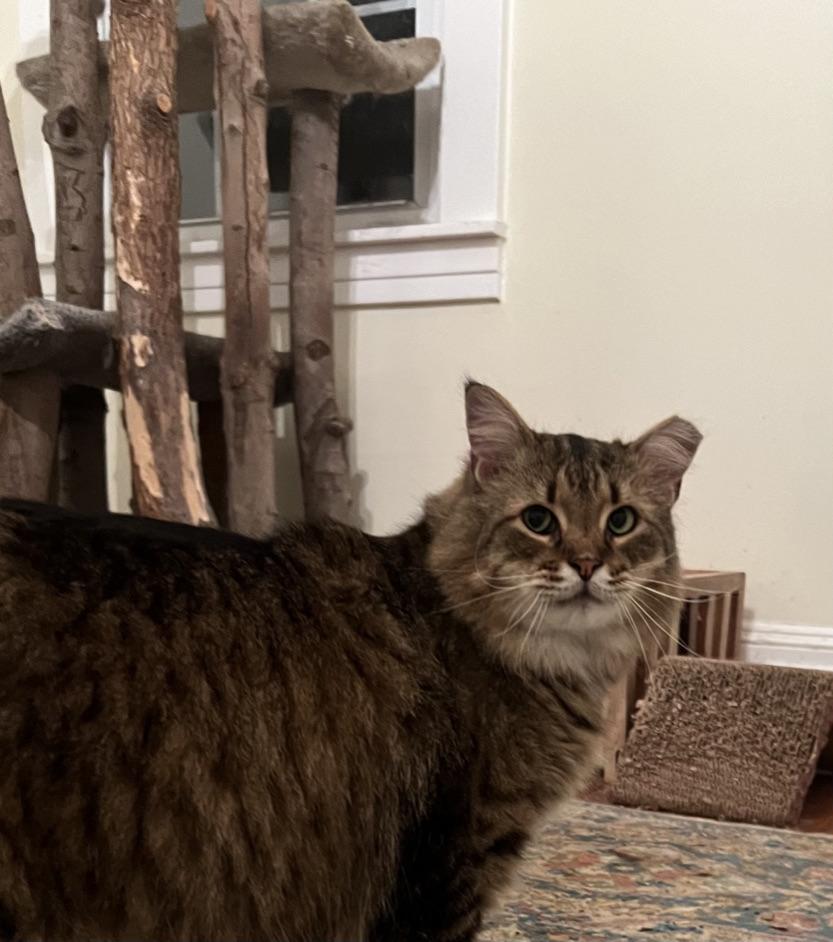 Enlarge Huckleberry, a ADOPTABLE Domestic Long Hair in Gaithersburg, MD image 2/2