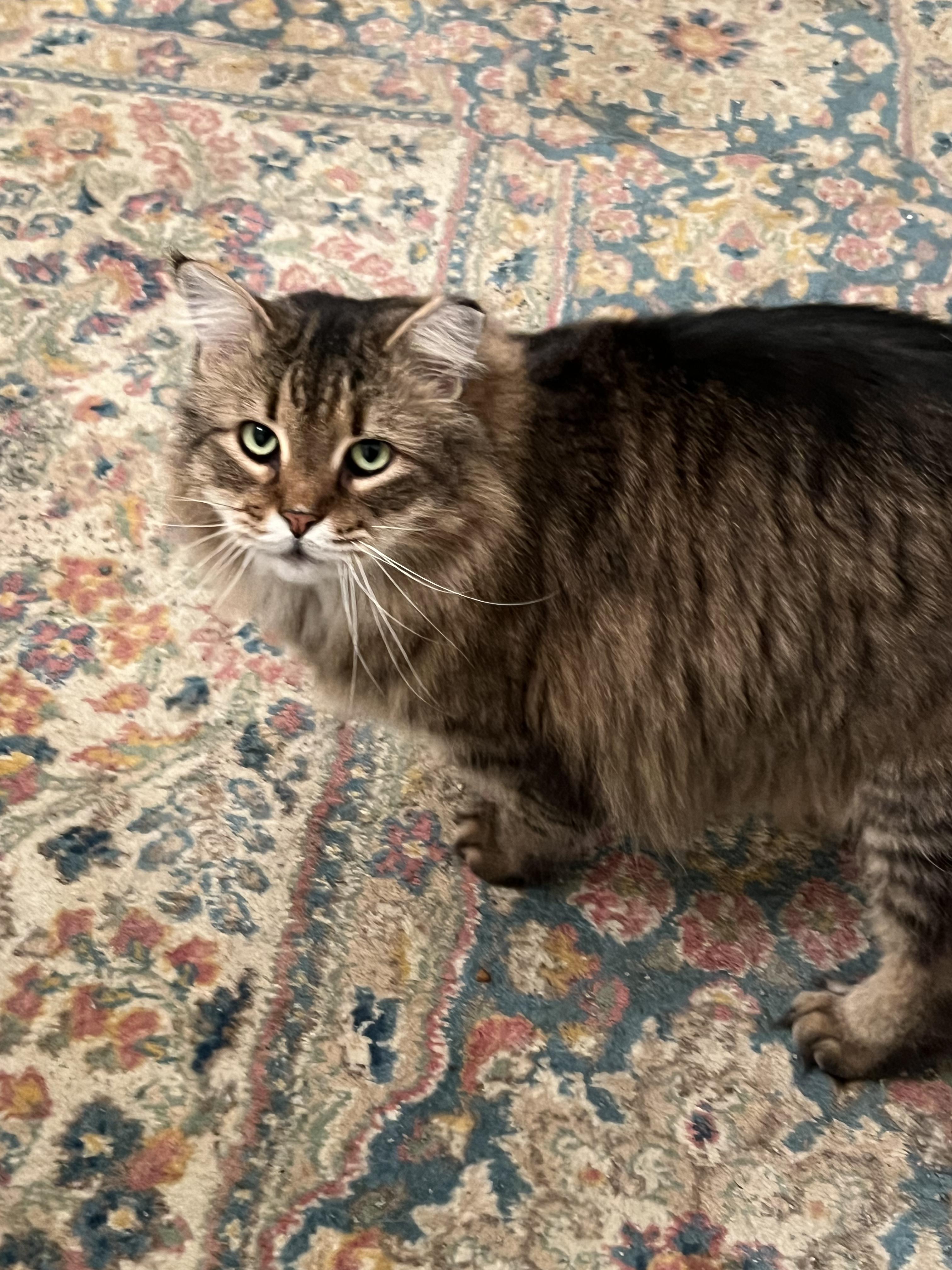 Huckleberry, ADOPTABLE, Adult Male Domestic Long Hair.
