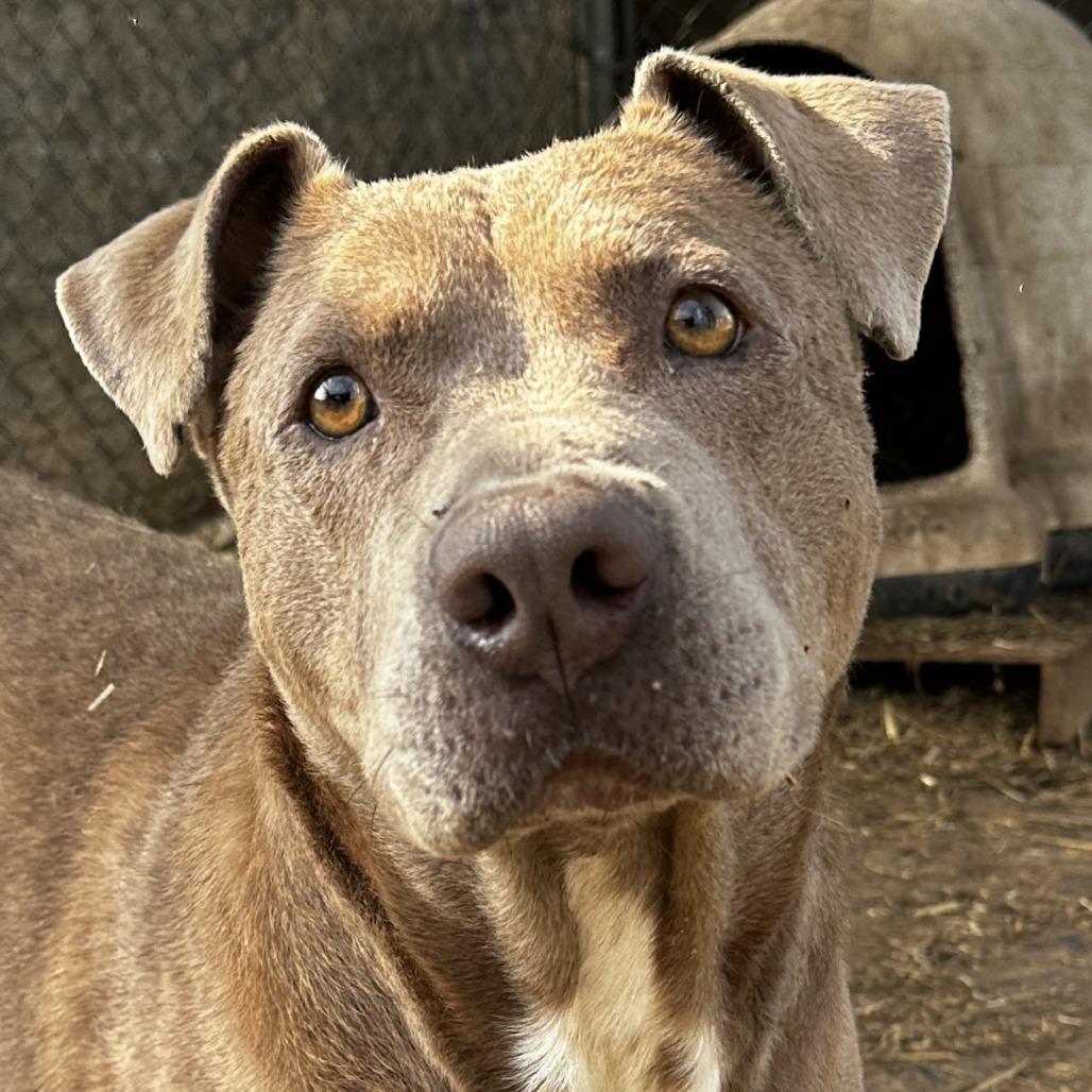 Enlarge Pumba, a ADOPTABLE American Staffordshire Terrier in Orangeburg, SC image 1/1