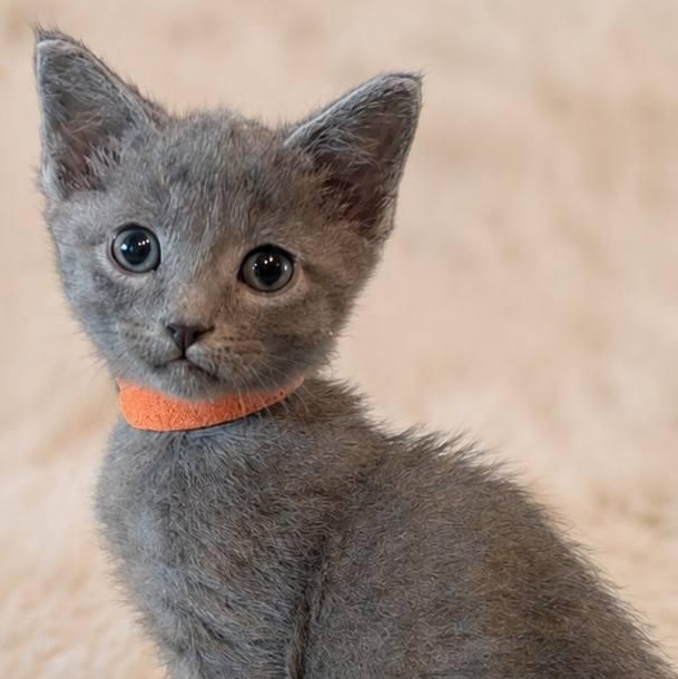 Enlarge JB, a ADOPTABLE mixed breed in Mabank, TX image 1/1