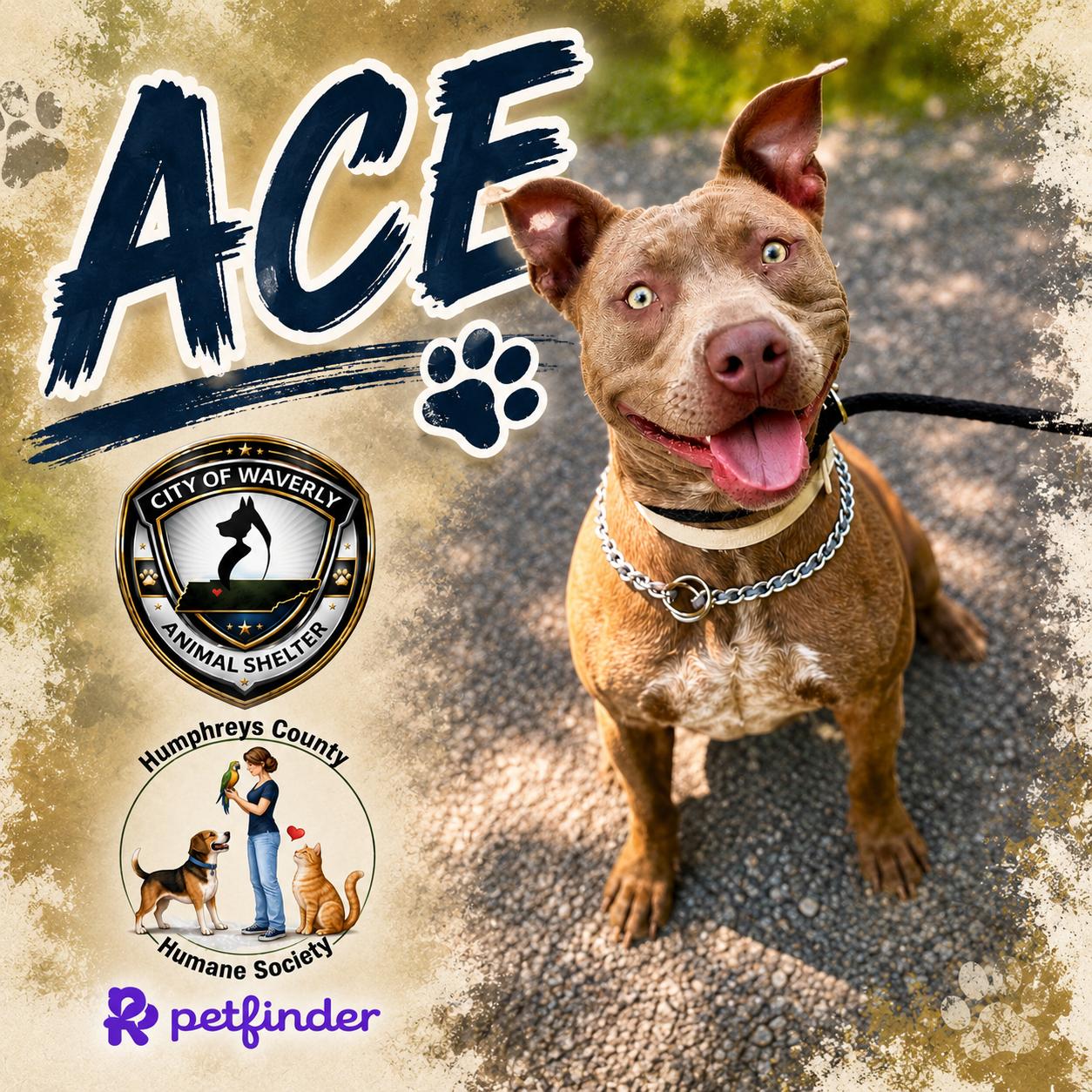 Ace, ADOPTABLE, Young Male Pit Bull Terrier.