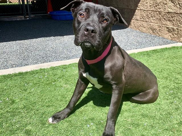 GIGI, Adoptable, Young Female Pit Bull Terrier & Mixed Breed.