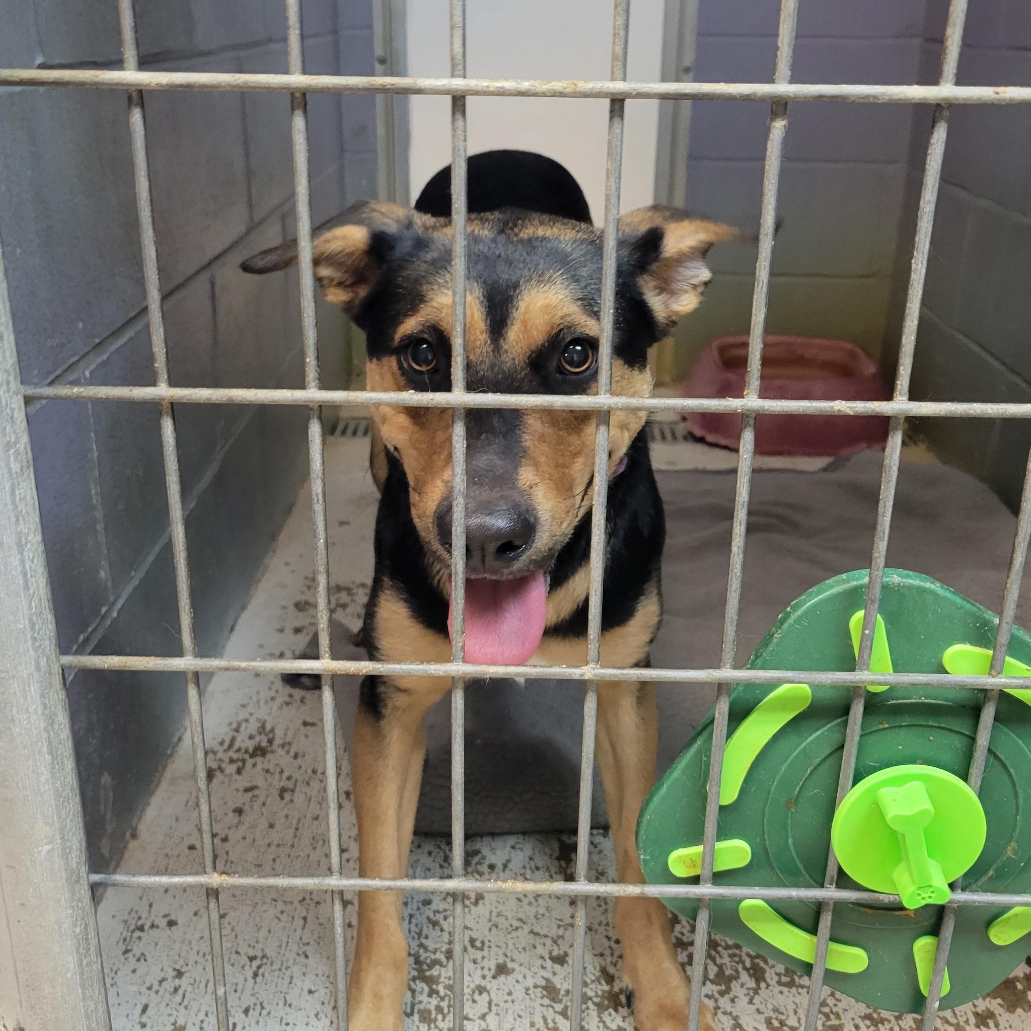 Enlarge Meran, a ADOPTABLE mixed breed in Attica, IN image 1/1