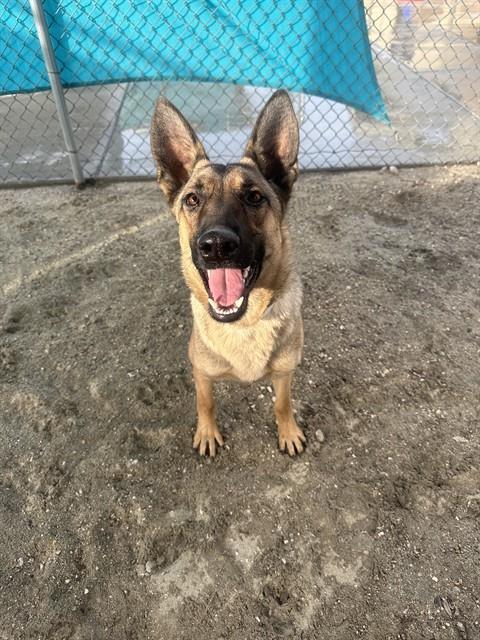 Enlarge TRINA, a Adoptable German Shepherd Dog in Thousand Palms, CA image 1/2