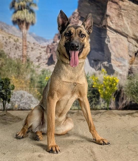 Enlarge TRINA, a Adoptable German Shepherd Dog in Thousand Palms, CA image 1/1