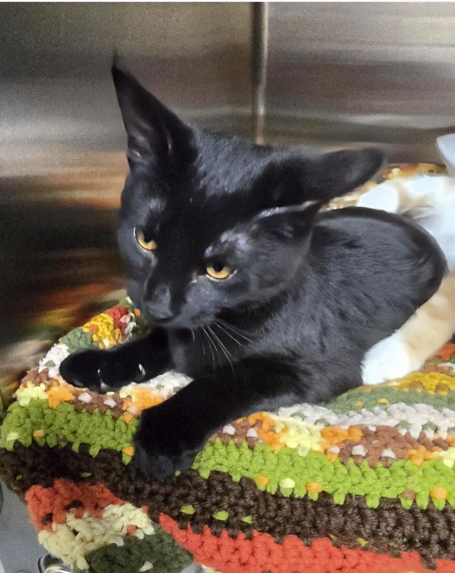 Enlarge Holly, a ADOPTABLE Domestic Short Hair in Jamestown, ND image 5/6